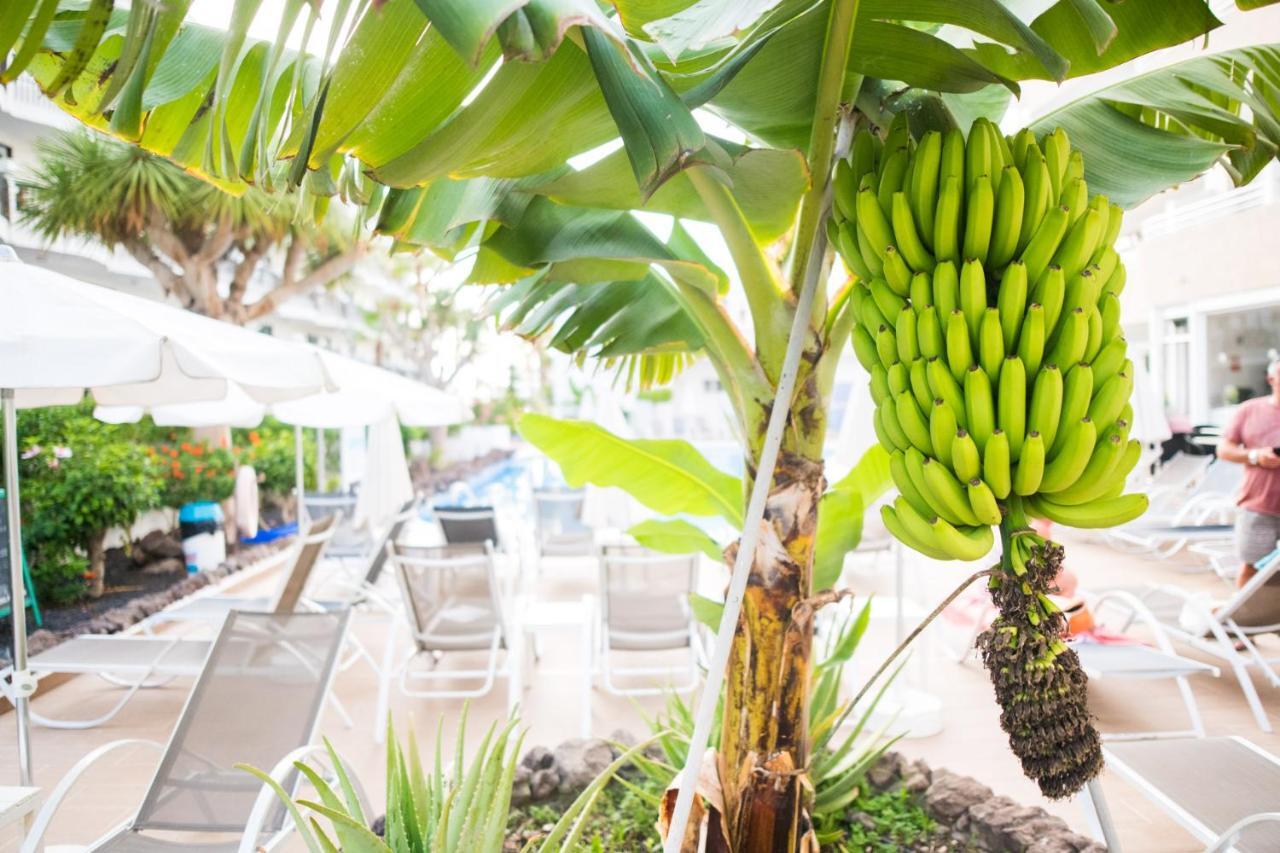 Adults Only Sunny Quiet Apartment In Center Of Las Americas Arona  Luaran gambar